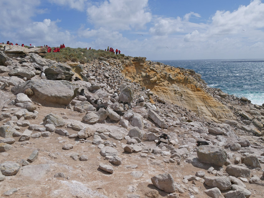 Hikers, Rock Hopper Penguins and Albatross, New Island, Falklands