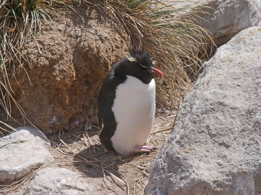 Rockhopper Penguin at New Island, Falklands