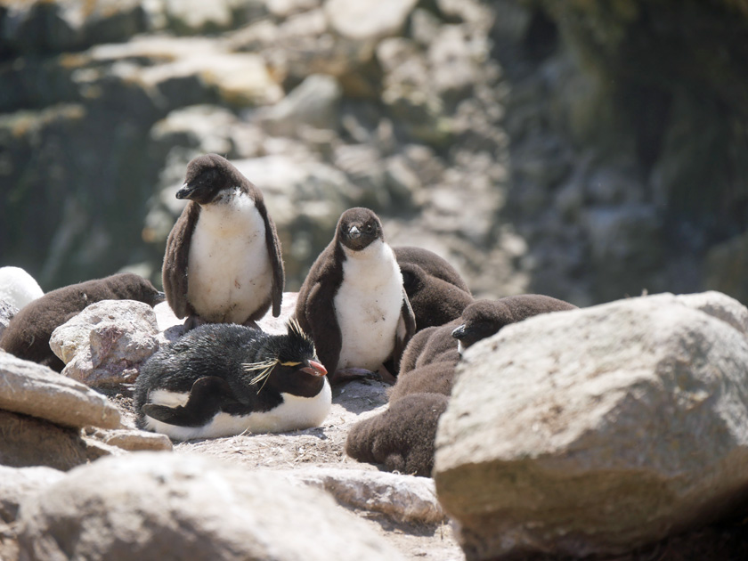 Rockhopper Penguin and Chicks at New Island, South Harbor, Falkland Islands