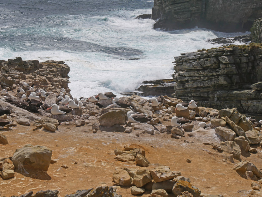 Nesting Albatoss, New Island, Falklands