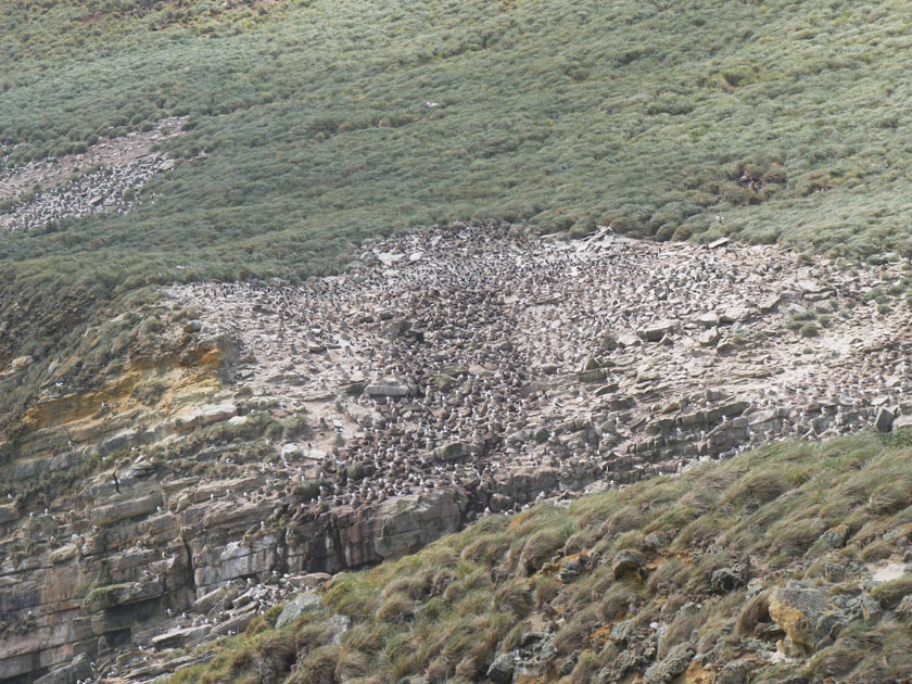 Rock Hopper Colony and Albatross Nesting Area, New Island, Falklands