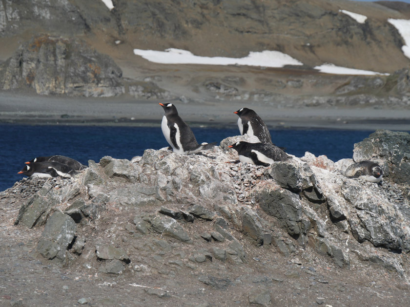 Gentoo Penguins, Barrientos Island