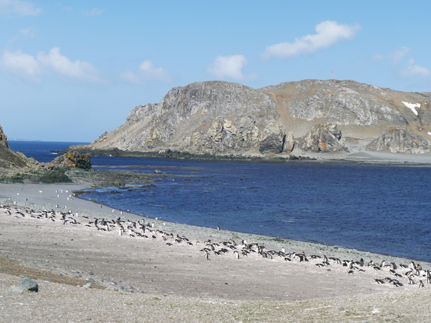 Gentoo Penguin Colony, Barrientos Island