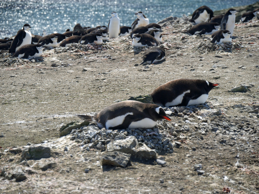 Gentoo Penguins on Nests, Barrientos Island