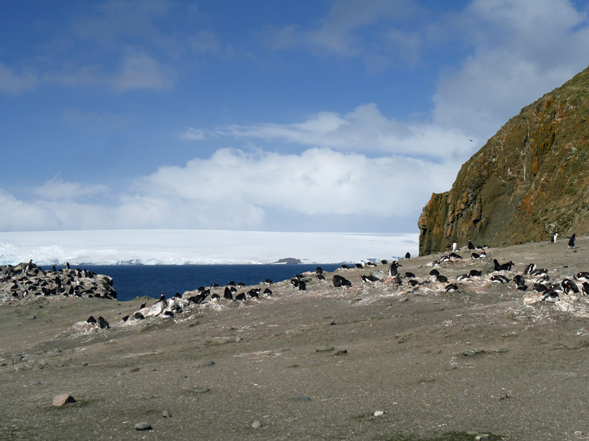 Gentoo Penguin Colony, Barrientos Island