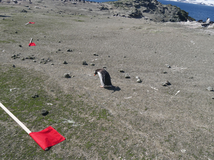 Dejected Gentoo Penguin, Barrientos Island