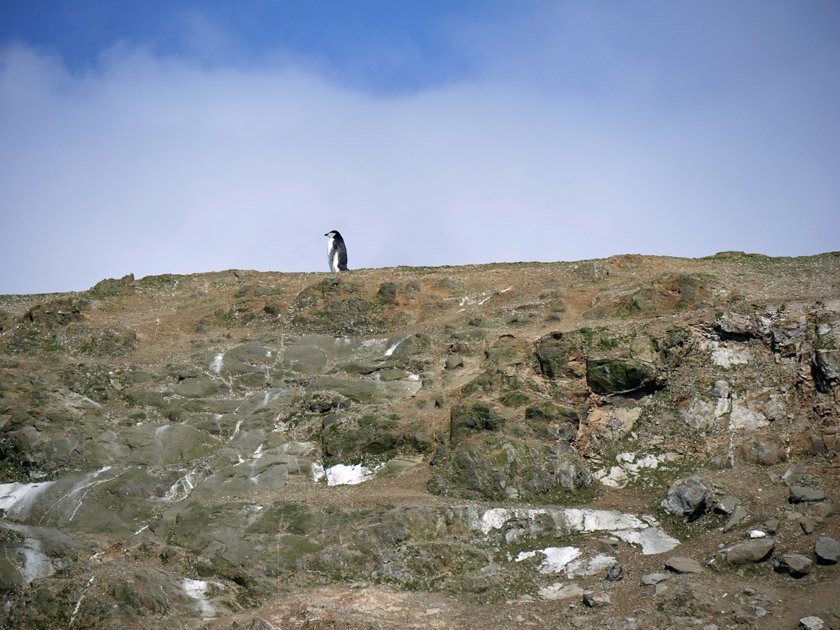 Sentinel Chinstrap Penguin, Barrientos Island