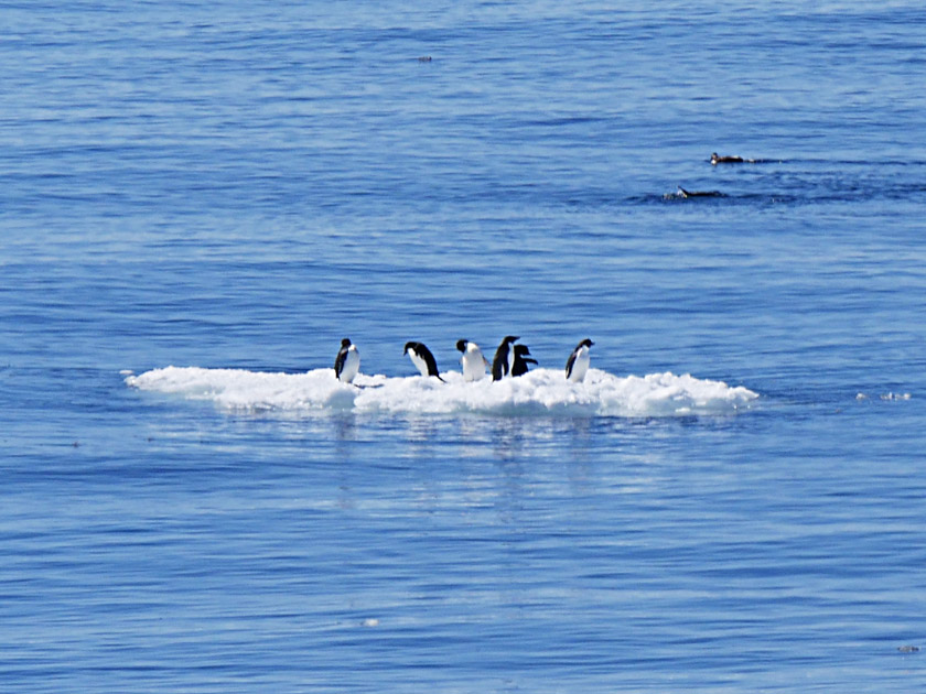 Adelie Penguins on Iceberg