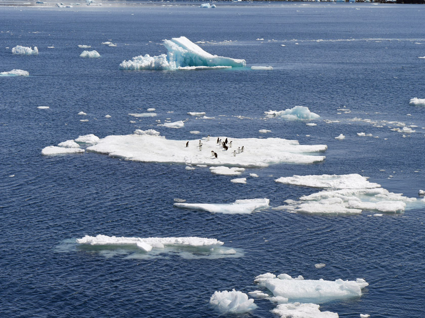 Icebergs with Adele Penguins