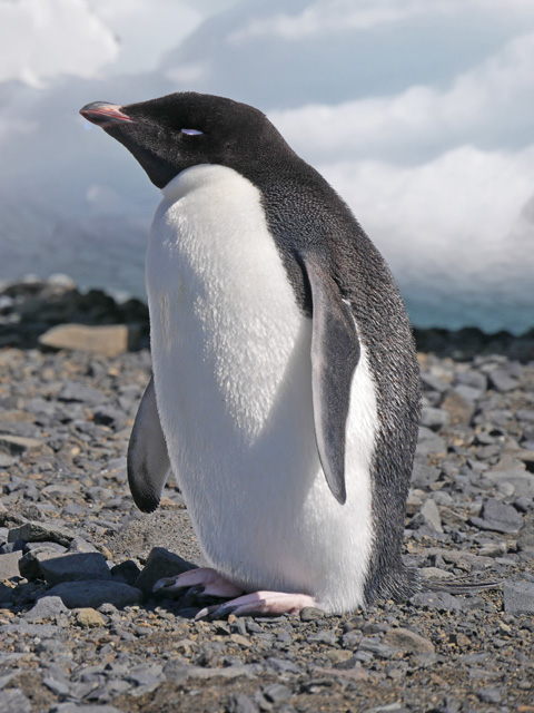 Adelie Penguin on Devil Island