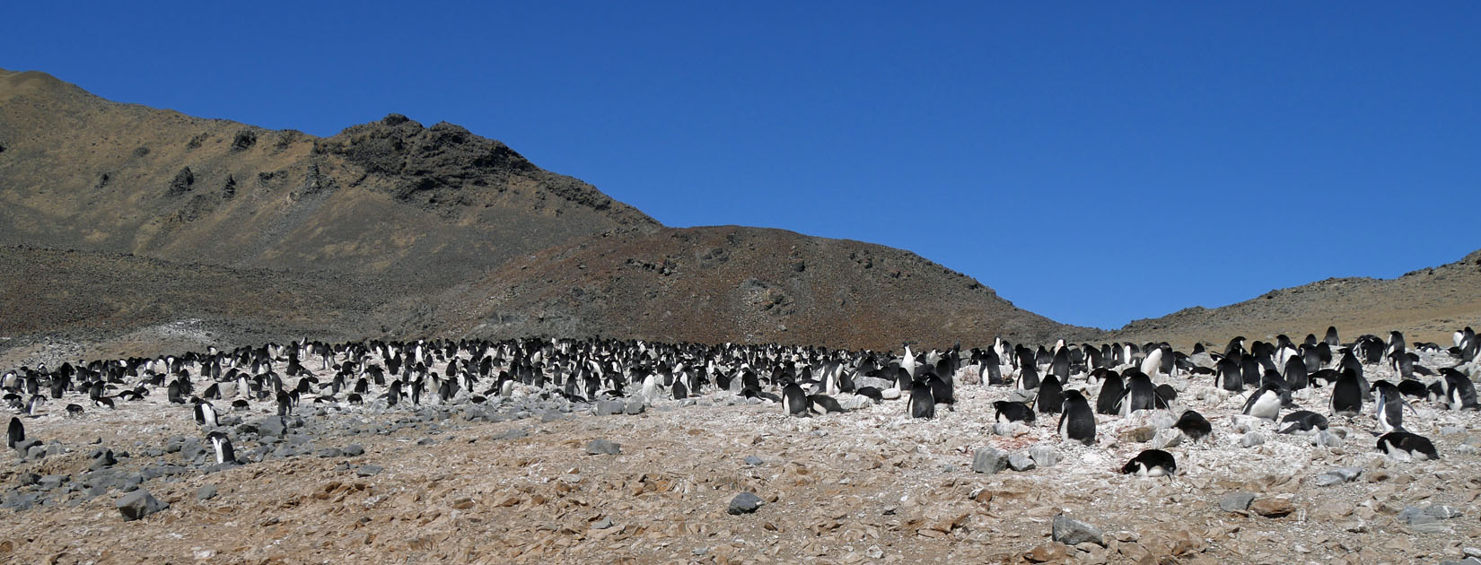 Adelie Penguin Colony on Devil Island