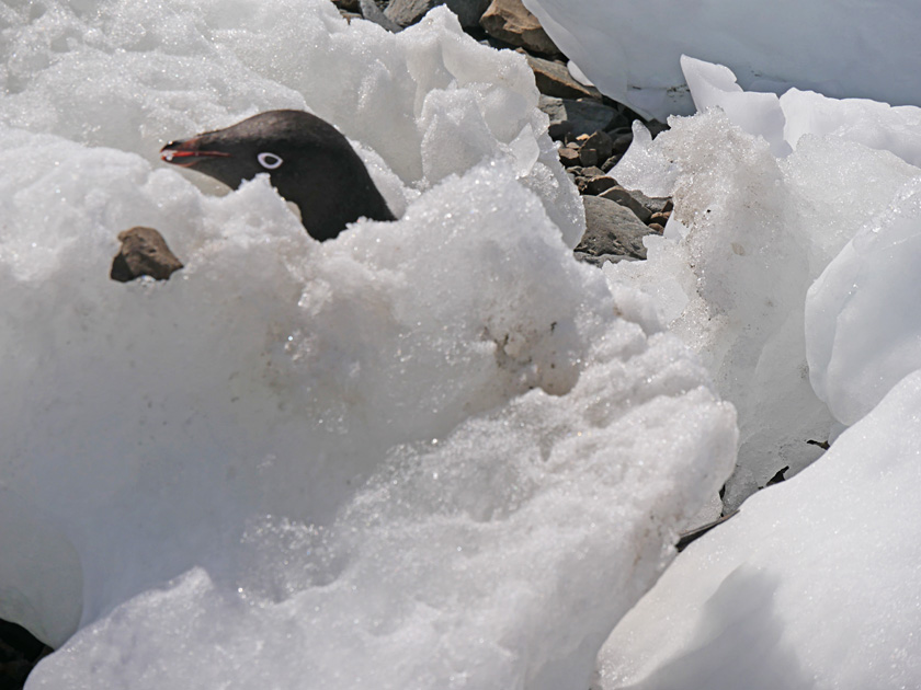 Adelie Penguin in Devil Island Iceberg