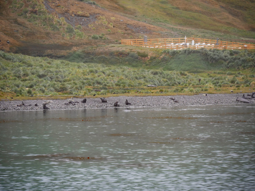 Seals Along the Beach and Grytviken Cemetery, South Georgia Island