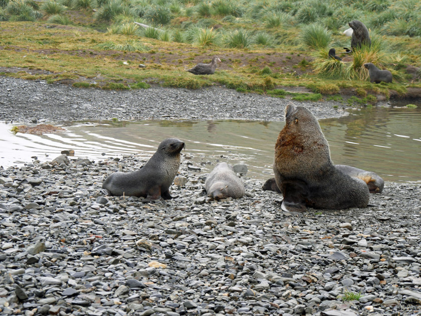 Antarctic Fur Seals at Grytviken, South Georgia Island