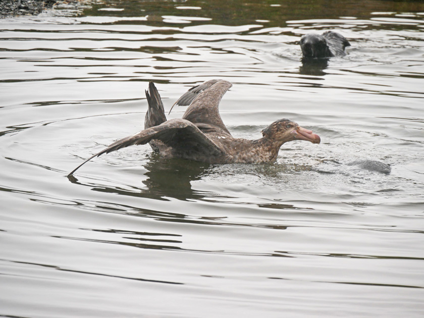 Southern Giant Petrel at Grytviken