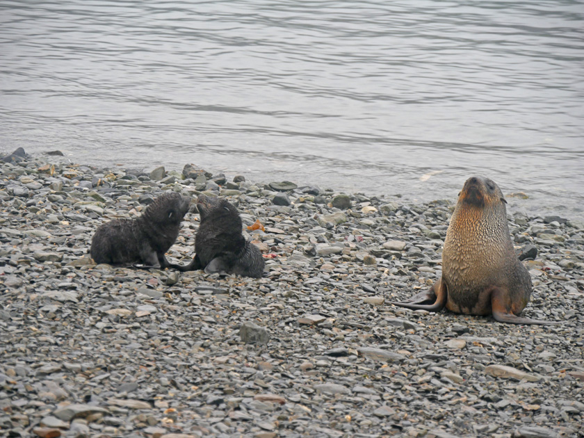 Antarctic Fur Seals Along the Beach at Grytviken, South Georgia Island