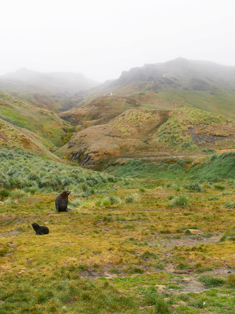 Hillside with Memorial Crosses, Grytviken, South Georgia Island