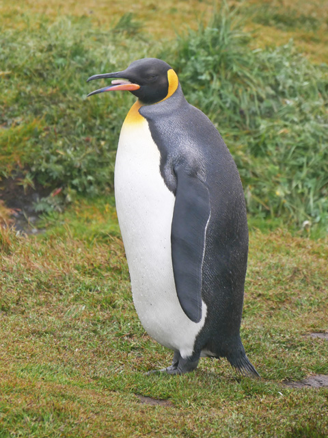 King Penguin, Grytviken, South Georgia Island