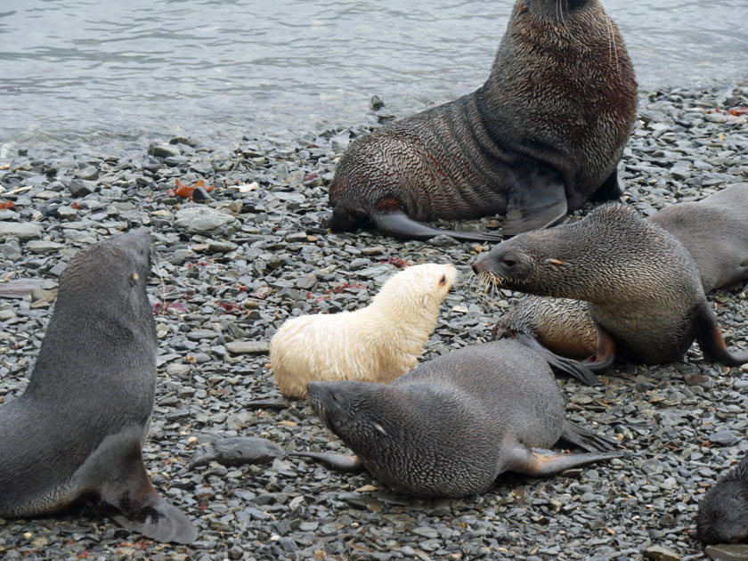 Antarctic Fur Seals Along the Beach at Grytviken, South Georgia Island