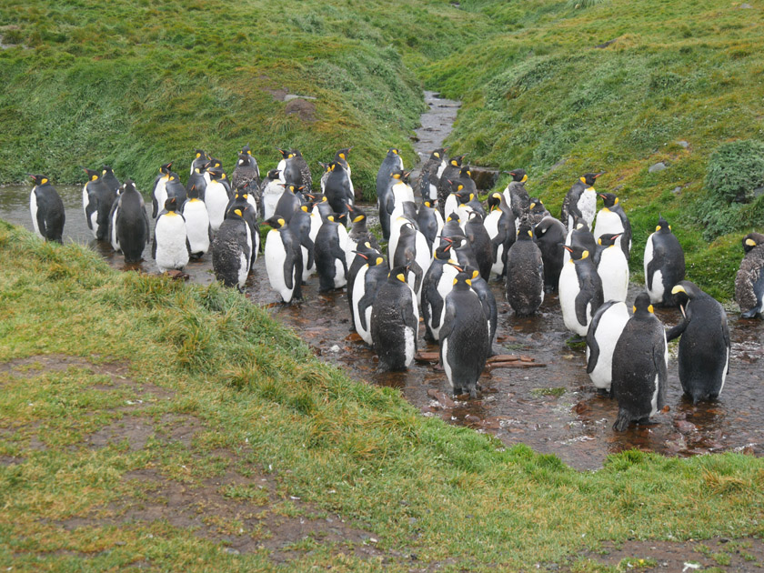 King Penguins, Grytviken, South Georgia Island