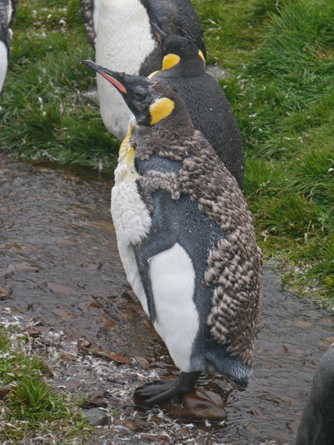 Catastrophically Molting King Penguin, Grytviken