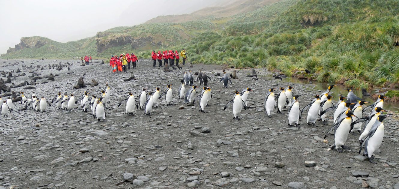 King Penguins and Landing Party, Fortuna Bay, South Georgia Island