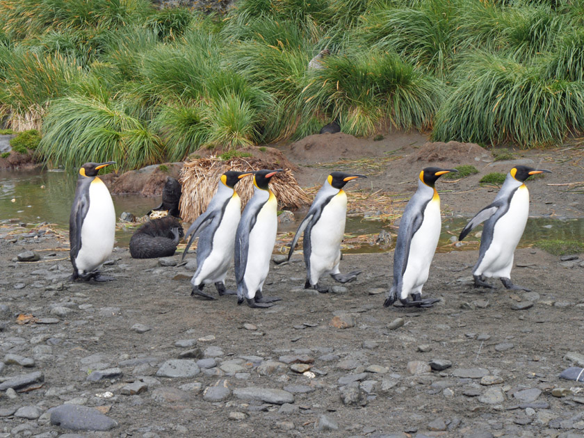 King Penguins, Fortuna Bay, South Georgia Island