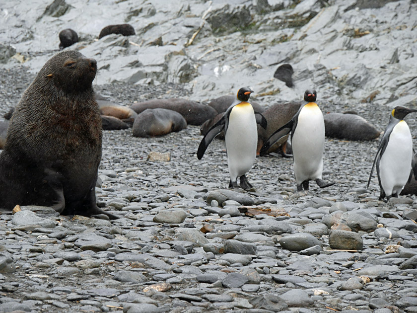 King Penguins and Antarctic Fur Seals, Fortuna Bay, South Georgia Island