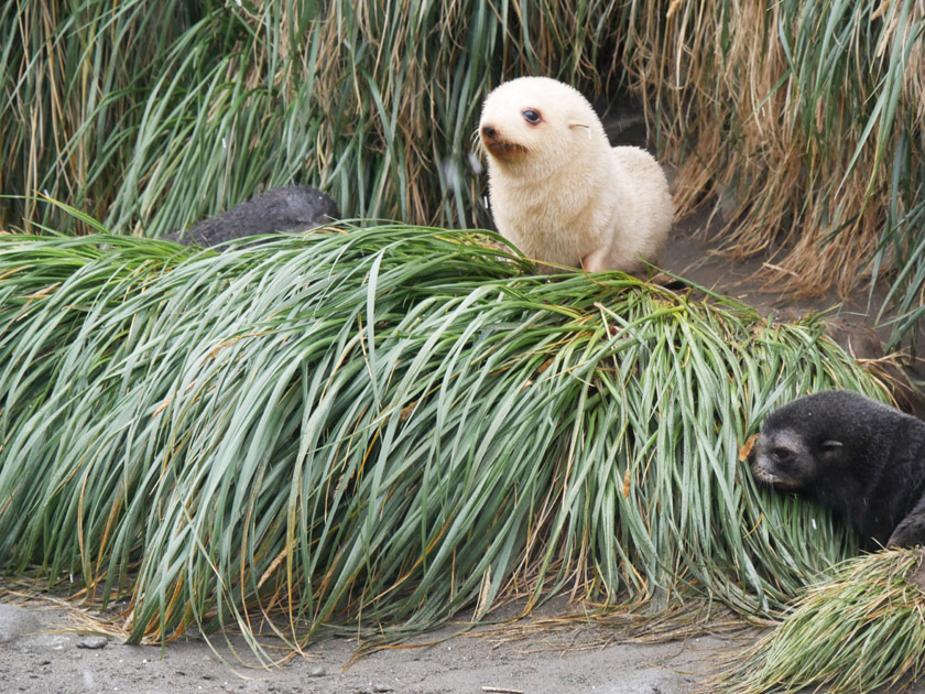 White Antarctic Fur Seal Pup, Fortuna Bay, South Georgia Island