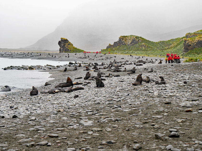 Hiking Among the Seals, Fortuna Bay, South Georgia Island