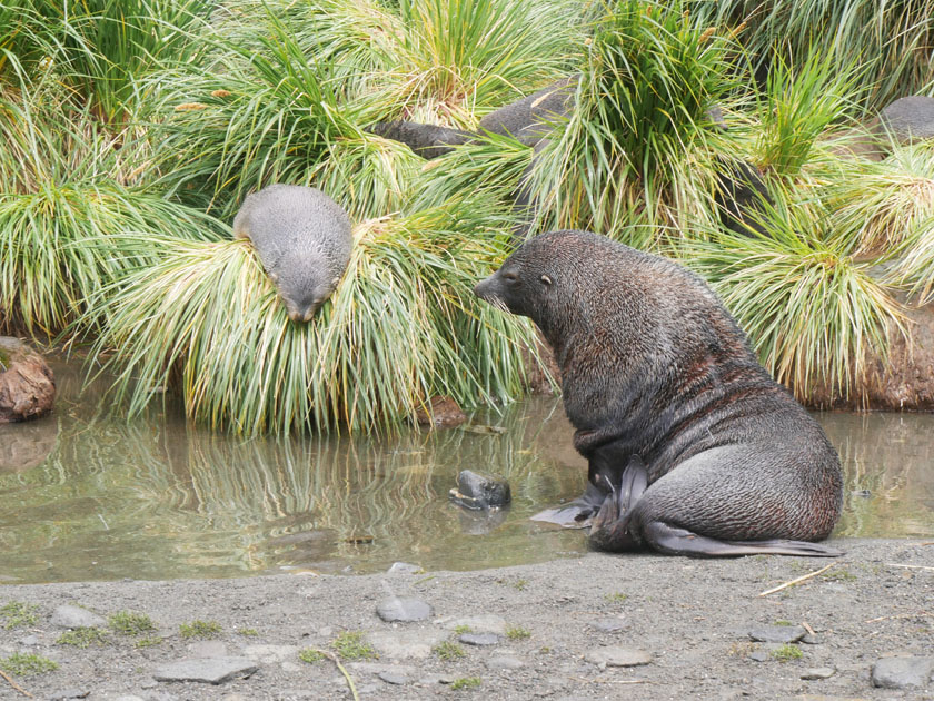 Antarctic Fur Seals in Stream, Fortuna Bay, South Georgia Island