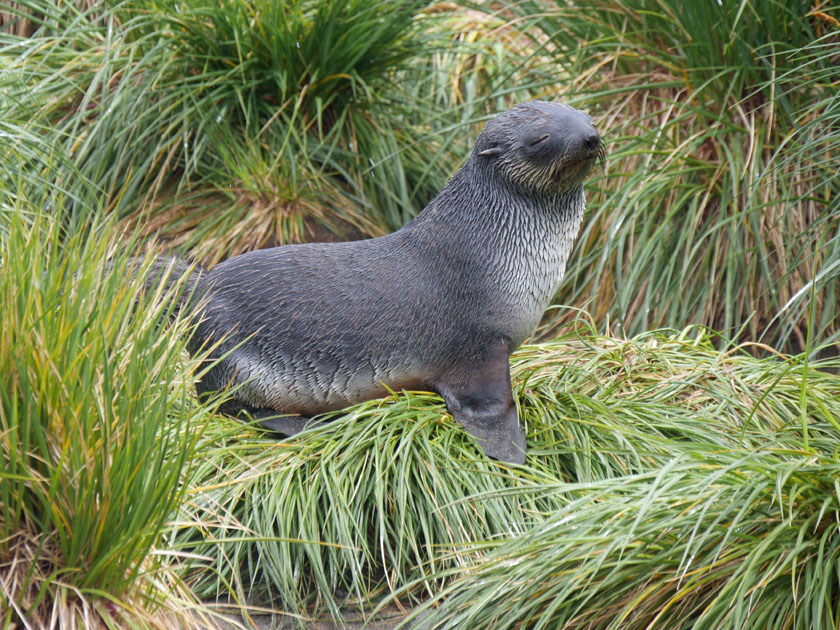 Antarctic Fur Seal Pup in Grass, Fortuna Bay, South Georgia Island