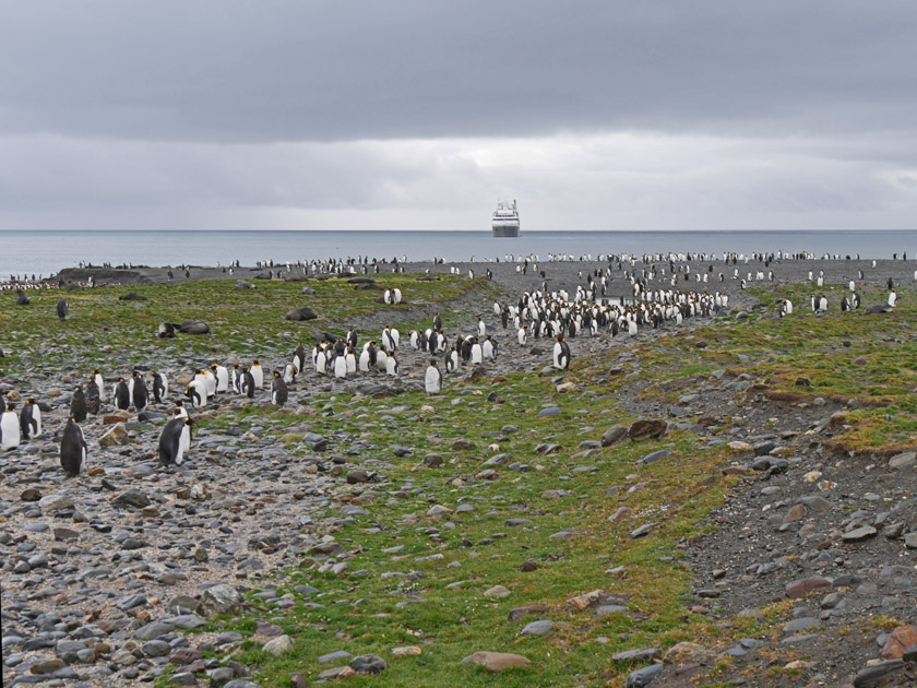 King Penguin Colony, St. Andrew's Bay, South Georgia Island