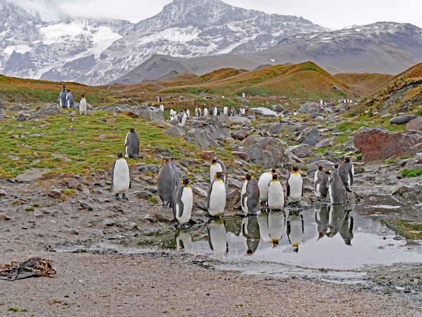 King Penguin Colony, St. Andrew's Bay, South Georgia Island