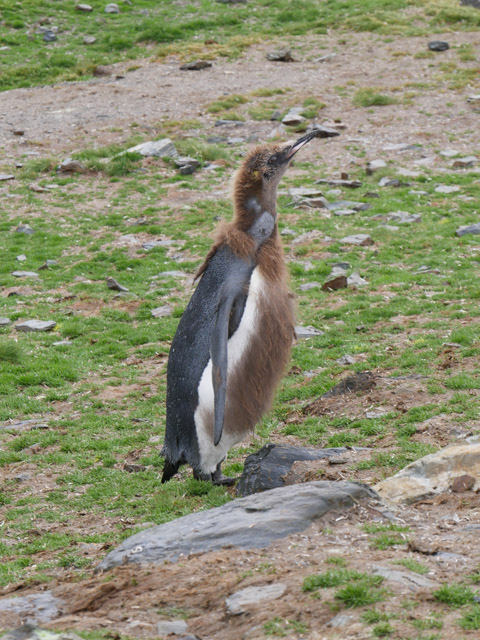 King Penguin Chick, St. Andrew's Bay, South Georgia Island