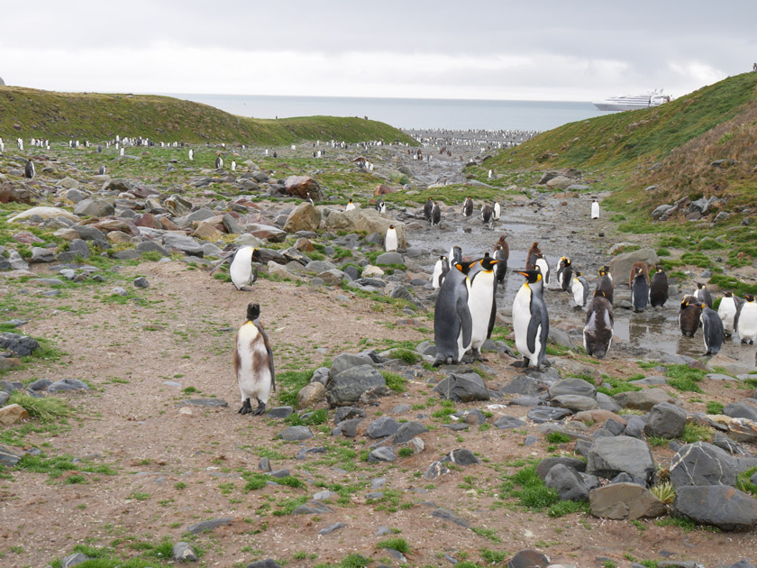 King Penguin Colony, St. Andrew's Bay, South Georgia Island