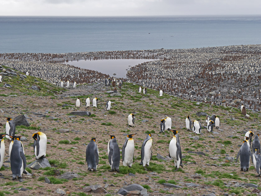 King Penguin Colony, St. Andrew's Bay, South Georgia Island