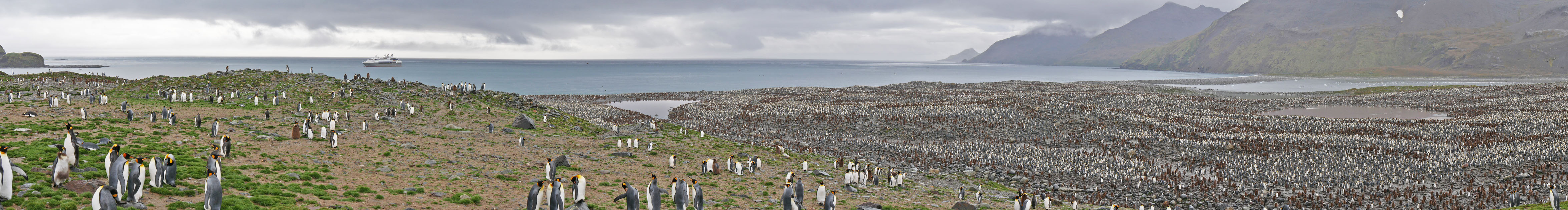 King Penguin Colony, St. Andrew's Bay, South Georgia Island