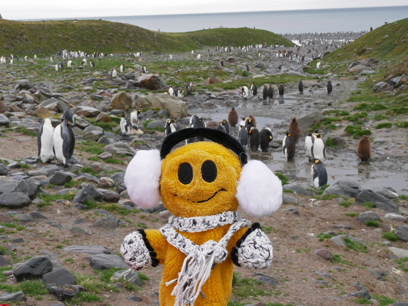 Mr. Happy and King Penguin Colony, St. Andrew's Bay, South Georgia Island