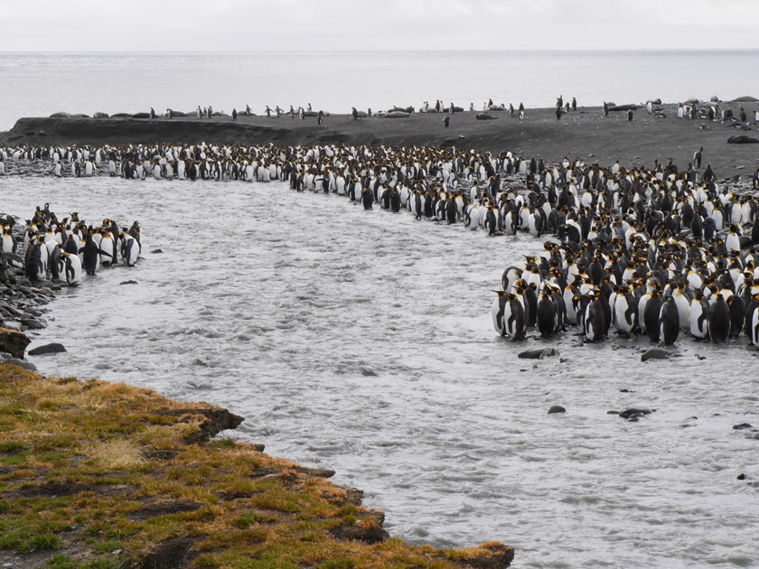 King Penguins Crossing Stream, St. Andrew's Bay, South Georgia Island