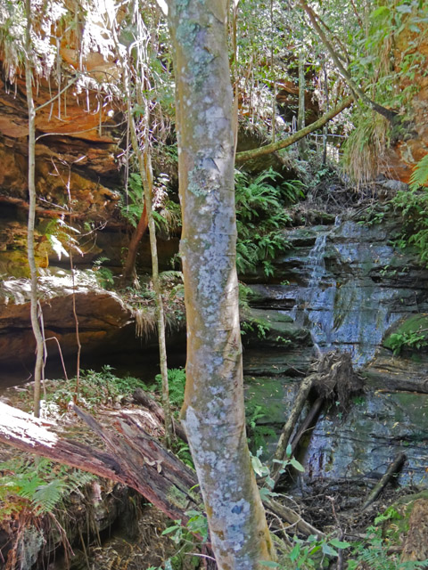 Wentworth Falls, Blue Mountains