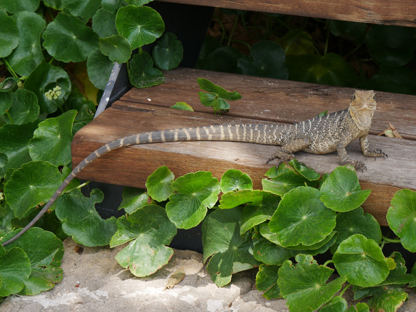 Water Dragon at Manly Beach