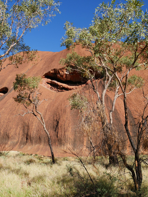 Early Morning Uluru Scene on Seqway Tour