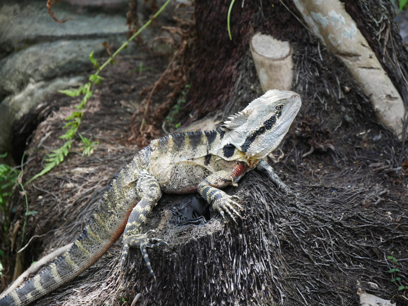 Eastern Water Dragon on Tree Stump, Australia Zoo