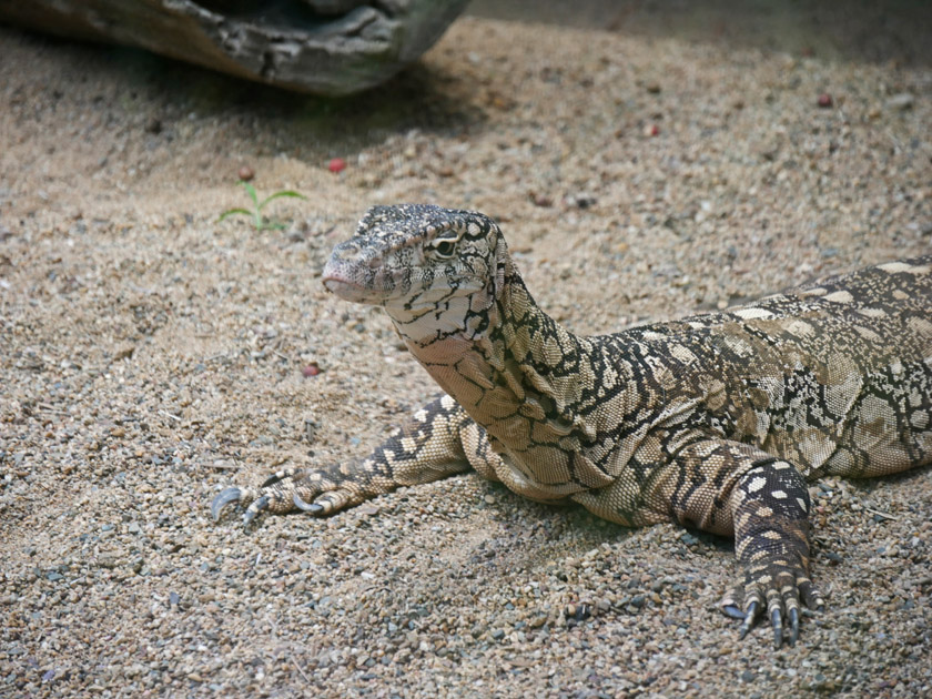 Perentie Lizard, Australia Zoo