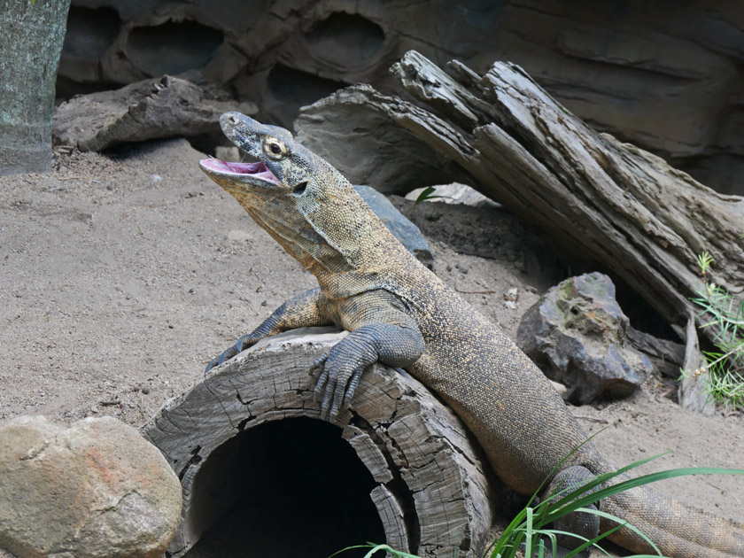 Komodo Dragon, Australia Zoo