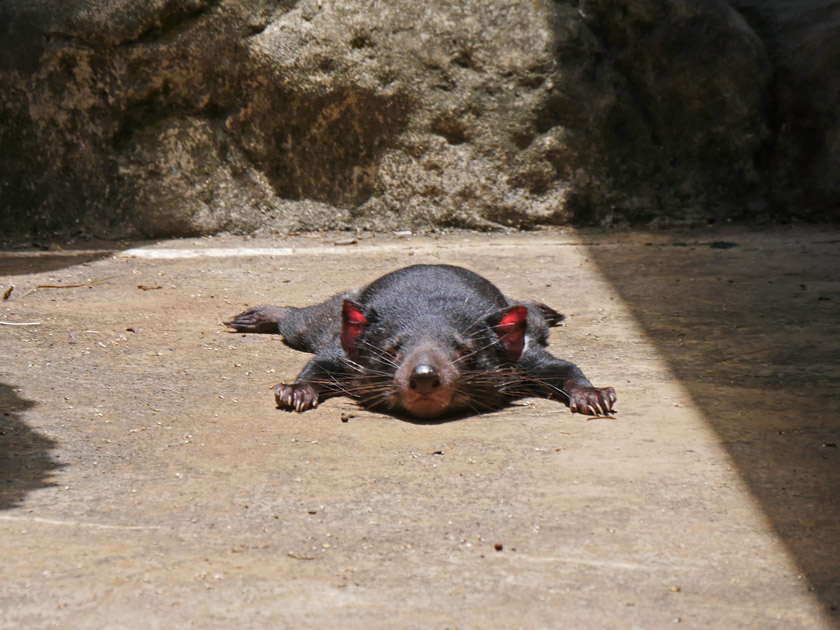 Tasmanian Devil, Australia Zoo