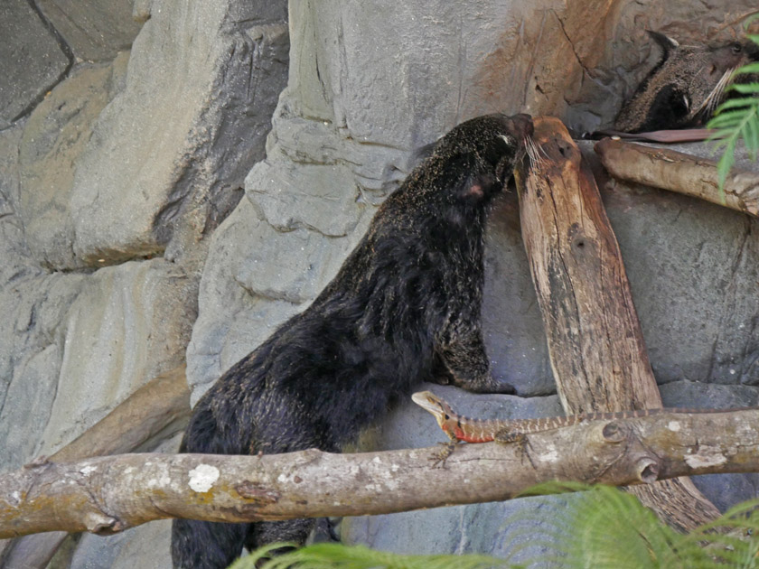 Binturong, Australia Zoo