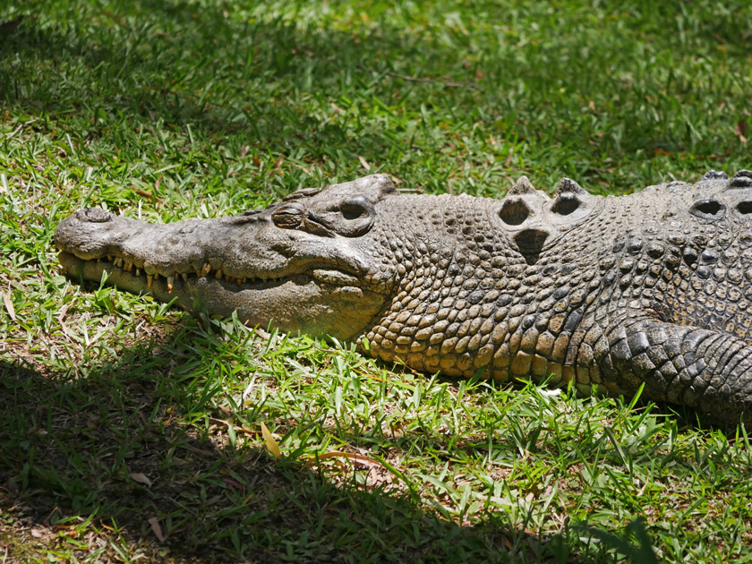 Saltwater Crocodile, Australia Zoo