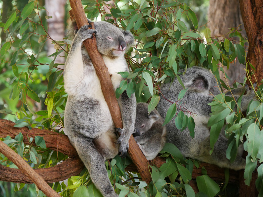 Koalas, Australia Zoo